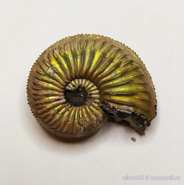 аммониты, юра, оксфорд, Марково, Amoeboceras, Amoeboceras alternoides, оксфордский ярус