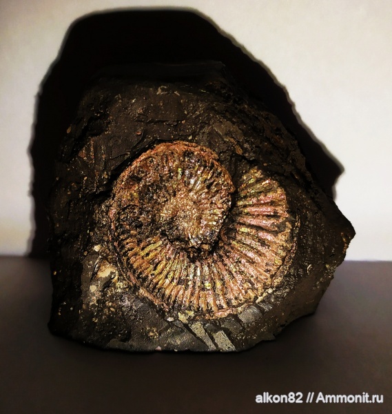 Amoeboceras, Рыбаки, Amoeboceras serratum, сифон, Amoeboceras koldeweyense, зона Amoeboceras serratum