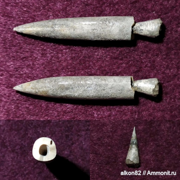 белемниты, фрагмоконы