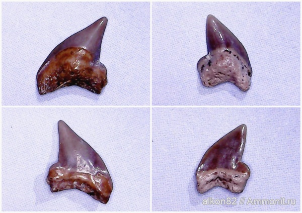 мел, акулы, Palaeoanacorax, сеноман, зубы акул, Cenomanian, Cretaceous, sharks