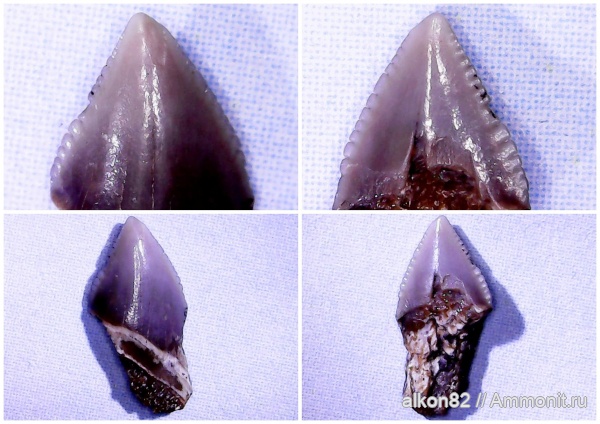 мел, акулы, Squalicorax, сеноман, Варавино, Cenomanian, Cretaceous, sharks