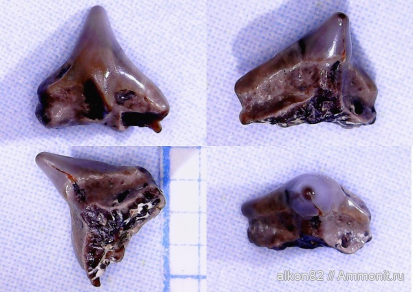 мел, Squatina, Protosqualus, Squatinidae