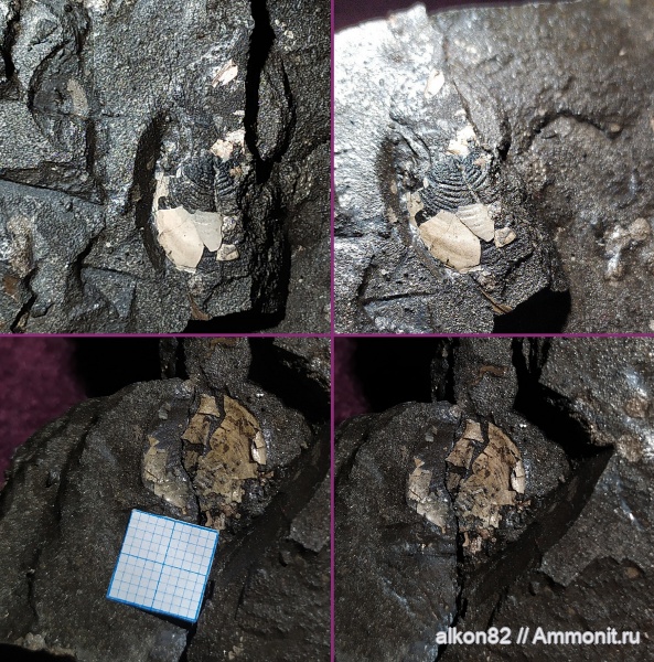 аммониты, юра, оксфорд, Марково, аптихи, оксфордский ярус