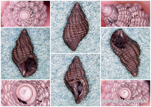 юра, оксфорд, Марково, брюхоногие моллюски, Maturifusus conspiquus, Maturifusus, Maturifusidae