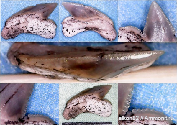 мел, акулы, Squalicorax, сеноман, Варавино, Cenomanian, Cretaceous, sharks