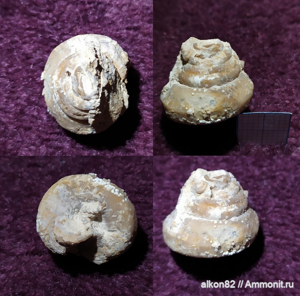 гастроподы, карбон, Гжель, гжельский ярус, брюхоногие моллюски, Omphalotrochus, 55км, Omphalotrochus kalitvaensis