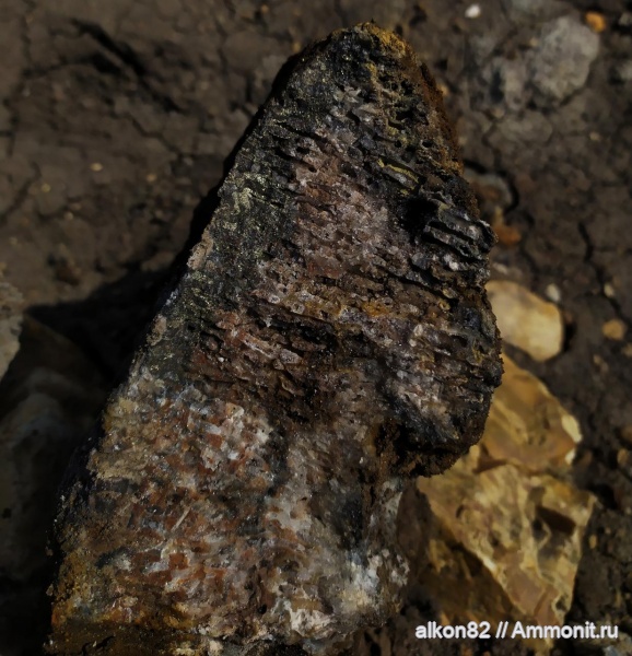 кораллы, Московская область, Syringopora, Tabulata, Тимонино