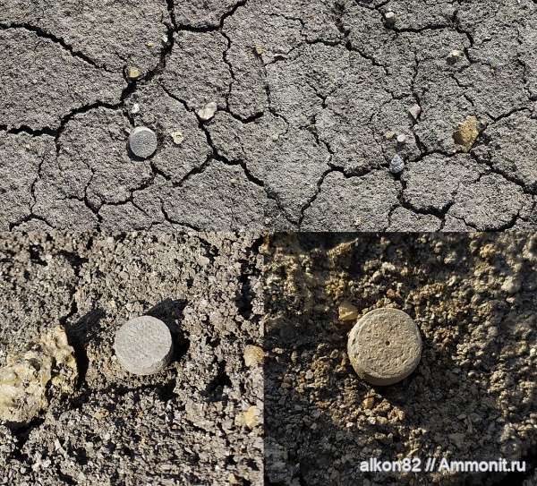 морские лилии, иглокожие, юра, оксфорд, криноидеи, Cyclocrinus, Oxfordian, Jurassic, Тимонино