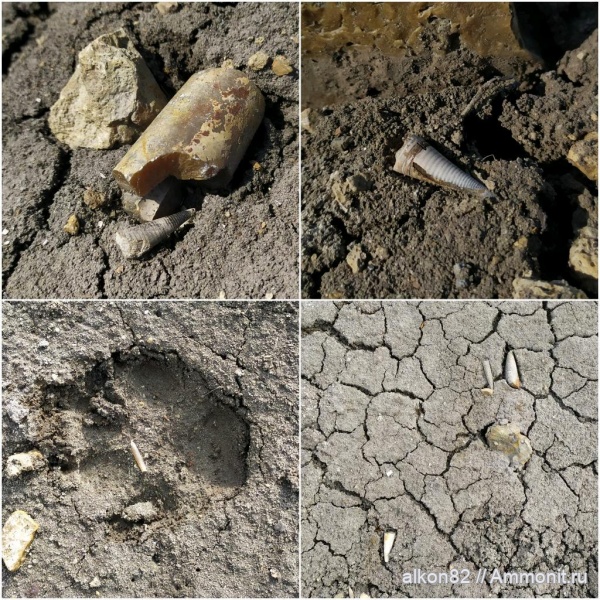 белемниты, юра, келловей, ростры, Московская область, Belemnitida, belemnites, Тимонино