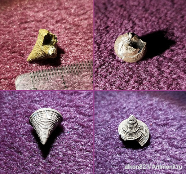 гастроподы, юра, оксфорд, Марково, брюхоногие моллюски, Pyrgotrochus conoideus, Pyrgotrochus, Oxfordian, Jurassic, Ueckerconulus rouillieri, Ueckerconulus, Proconulus rouillieri, Proconulus