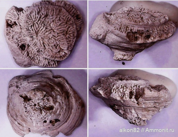 кораллы, келловей, средняя юра, Московская область, Thamnasteria, Тимонино