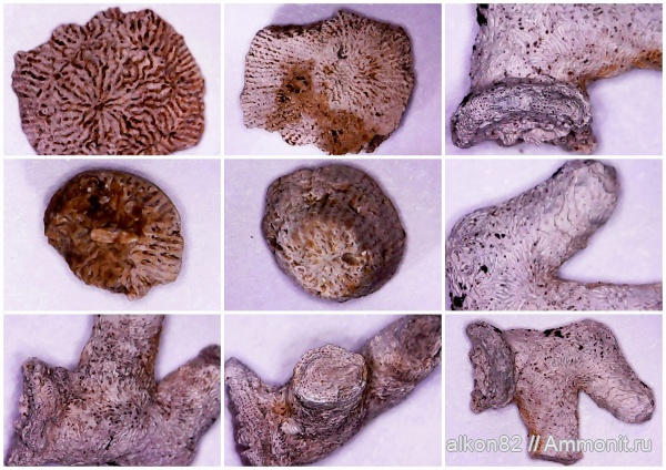 мшанки, кораллы, келловей, средняя юра, Terebellaria, Московская область, Thamnasteria, Callovian, Middle Jurassic, Тимонино