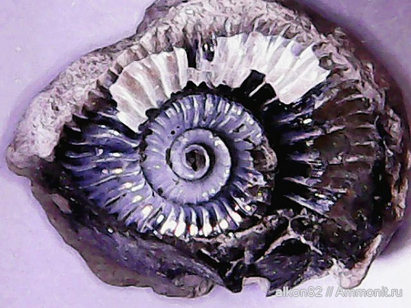 аммониты, юра, Cardioceras, оксфорд, Ammonites, Oxfordian, Тимонино