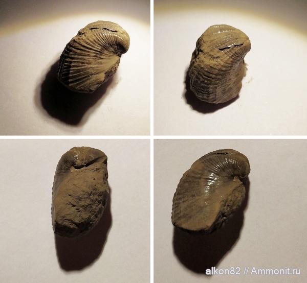 Бронницы, двустворки, Марково, Pholadomya