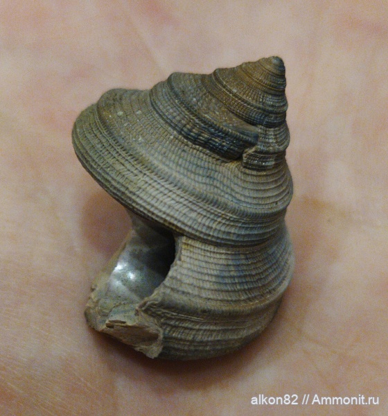 гастроподы, юра, оксфорд, Марково, Bathrotomaria, Oxfordian, Jurassic