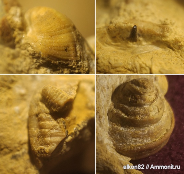 трилобиты, карбон, Гжель, брюхоногие моллюски, 55км