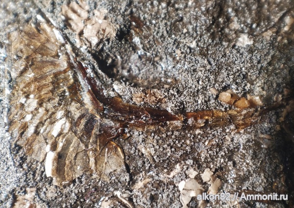 юра, оксфорд, рыбы, Марково, костистые рыбы