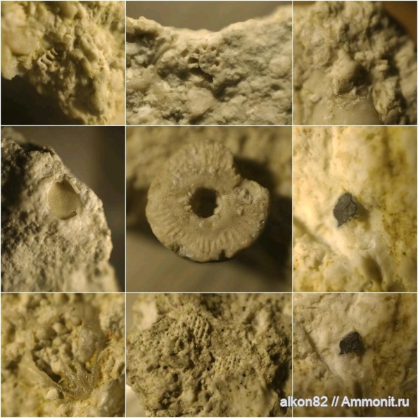 брахиоподы, морские лилии, карбон, мшанки, рыбы, криноидеи, фораминиферы, Мячково, московский ярус