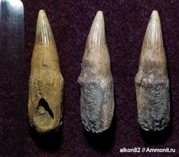 рептилии, мел, водные рептилии, ихтиозавры, зубы, верхний мел, сеноман, Platypterygius, зубы рептилий, Фокинский карьер, Cenomanian, Cretaceous, Upper Cretaceous, teeth, Фокино