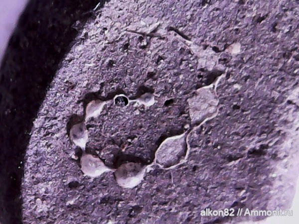 иглокожие, юра, оксфорд, морские звезды, фораминиферы, Bullopora, Goniasteridae, Oxfordian, Jurassic, Bullopora rostrata, Тимонино, склериты