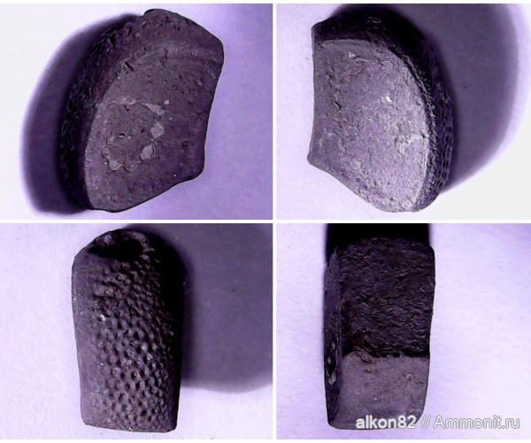 иглокожие, юра, оксфорд, морские звезды, Goniasteridae, Тимонино, склериты