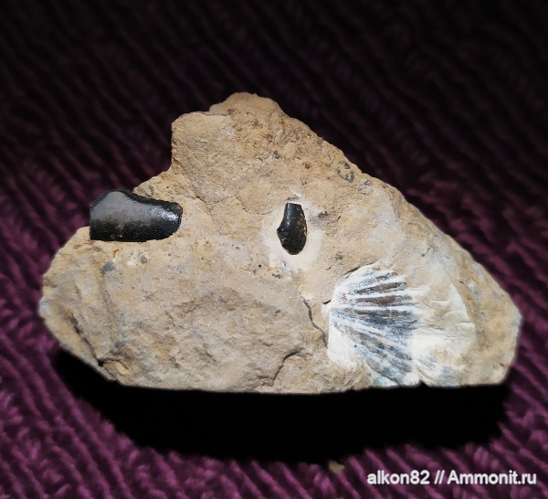 рыбы, акулы, нижний карбон, Psephodus, зубы рыб, Заборье