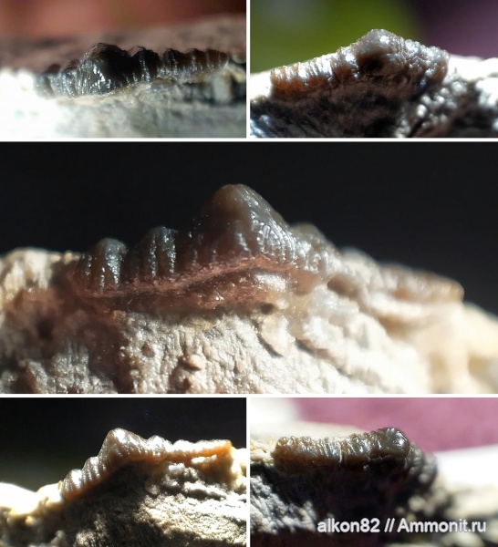 карбон, рыбы, нижний карбон, Orodus, зубы рыб, Заборье, fish, fish teeth