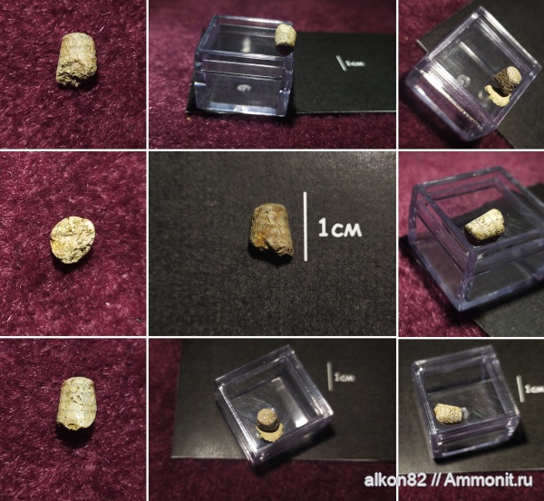 белемниты, мел, фрагмоконы, сеноман, Варавино, Belemnitida, Cenomanian, Cretaceous, belemnites, phragmocones