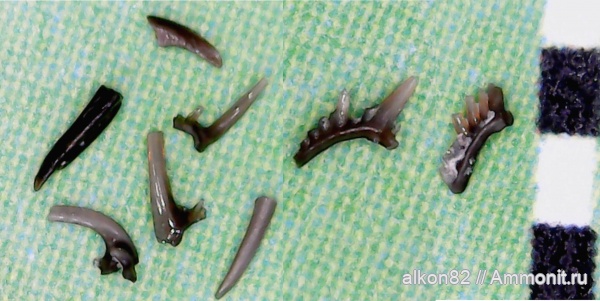 конодонты, Conodonta, Заборье