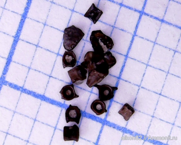 рыбы, нижний карбон, костные рыбы, Заборье, костистые рыбы