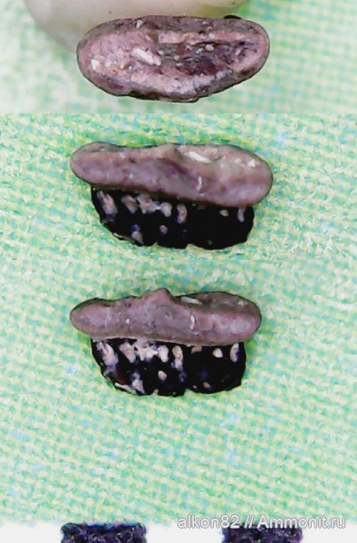 рыбы, акулы, нижний карбон, зубы рыб, Заборье