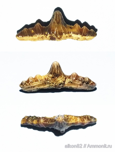 зубы, акулы, сеноман, Polyacrodus, Варавино, Polyacrodus illingworthi, Cenomanian, teeth, sharks