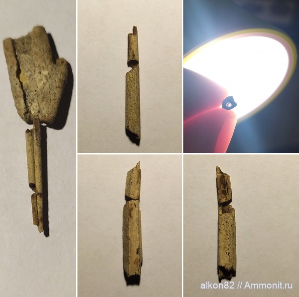 мел, рыбы, сеноман, Варавино, ихтиодорулиты