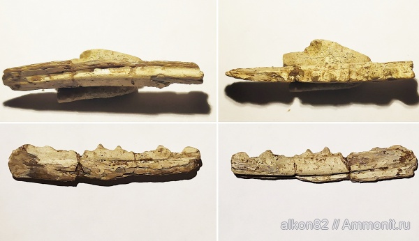 мел, рыбы, сеноман, челюсти рыб, Варавино, зубы рыб, костистые рыбы