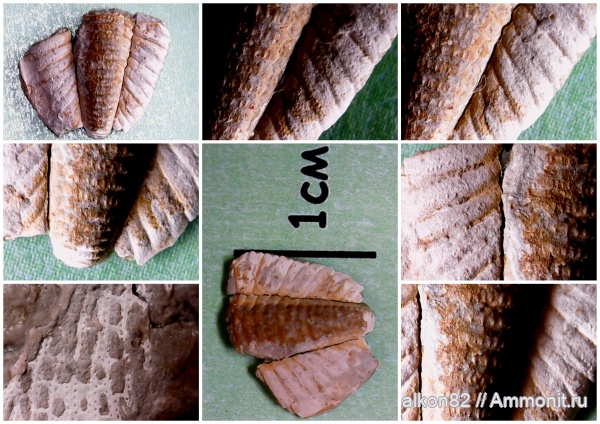 трилобиты, карбон, мшанки, пигидий, стешевский горизонт, Заборье, Trilobita