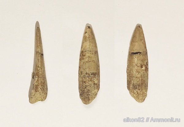 мел, костистые рыбы