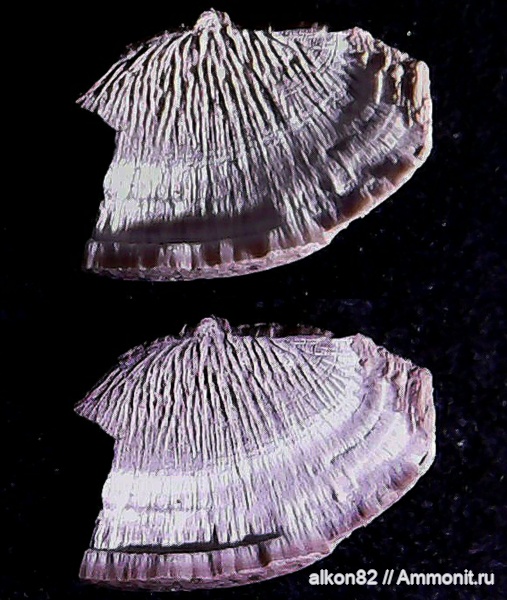 юра, Фили, отолиты, Otolithes, Jurassic, Palealbula, Palealbula moscoviensis, Palealbula korchinskyi