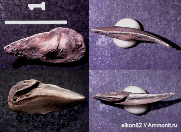 юра, Фили, отолиты, Otolithes, Jurassic, Palealbula