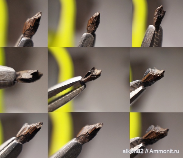 юра, Фили, зубы, морские рептилии, зубы рептилий