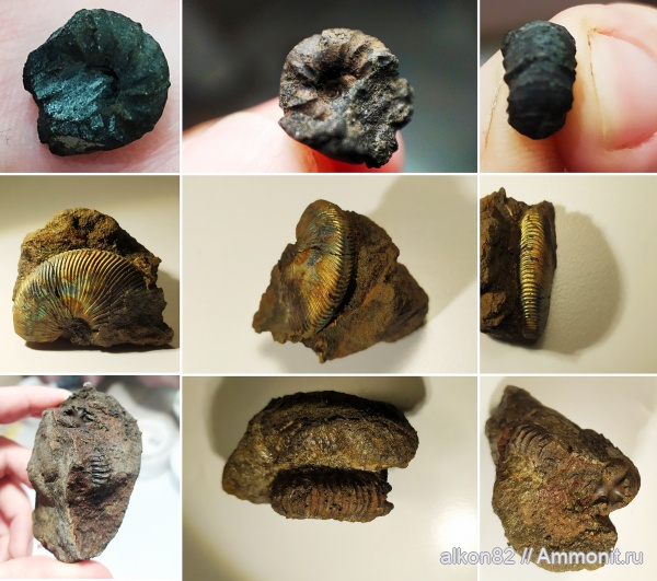 аммониты, юра, Virgatites, Virgatites gerassimovi, Капотня