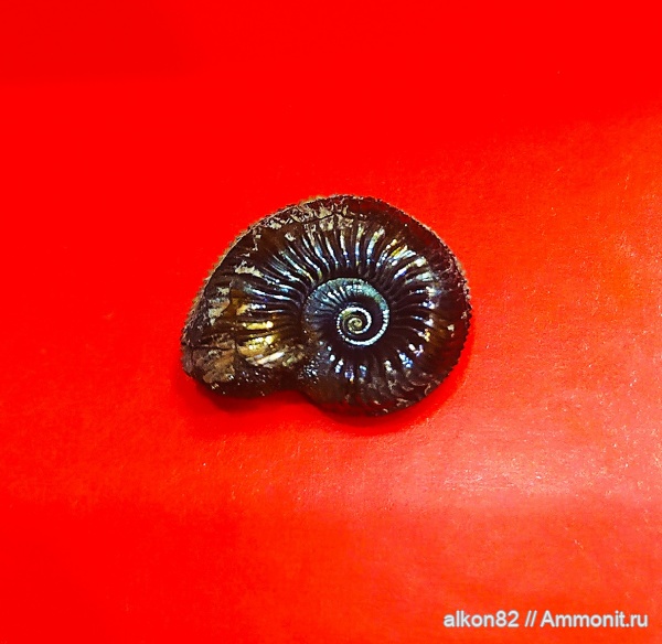 аммониты, юра, оксфорд, Марково, Amoeboceras, Amoeboceras alternoides, оксфордский ярус