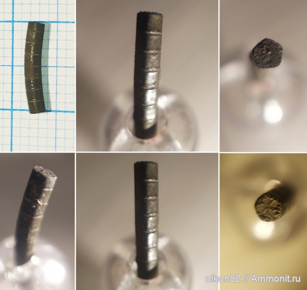 морские лилии, иглокожие, юра, оксфорд, криноидеи, Марково, Isocrinus, Oxfordian, Jurassic