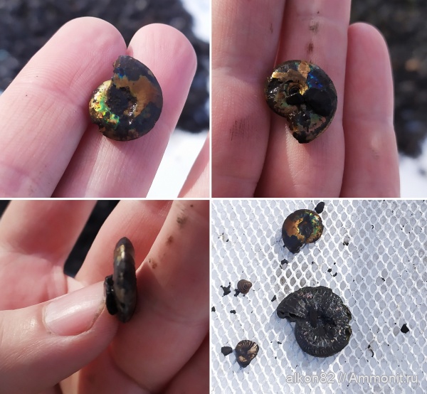 аммониты, юра, Бронницы, Garniericeras, Рыбаки, Garniericeras catenulatum, волжский век, Ammonites, Garniericeratinae, Volgian, Jurassic