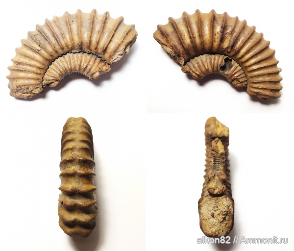 аммониты, Бронницы, Федино, Peltoceras, Peltomorphites, Peltoceras hoplophorum, Ammonites