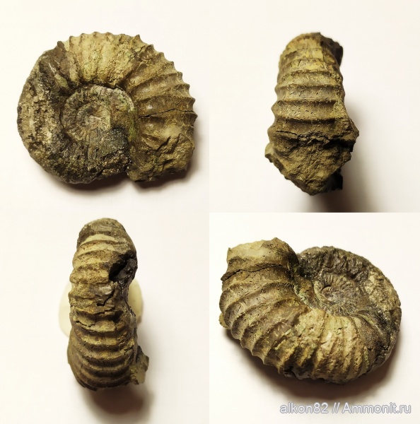 аммониты, юра, Pavlovia, волжский ярус, Еганово, Pavlovia pavlovi, зона Dorsoplanites panderi