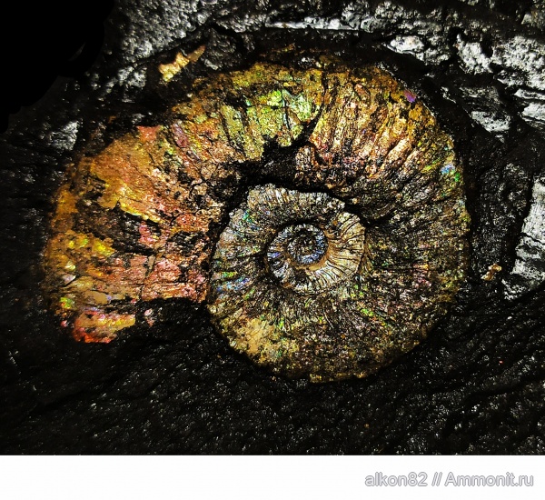 аммониты, юра, Рыбаки, Dichotomosphinctes, Perisphinctida