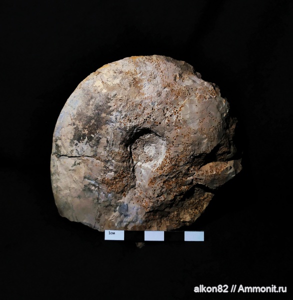 аммониты, юра, келловей, Quenstedtoceras, Ammonites, Callovian, Jurassic, Middle Jurassic, Тимонино