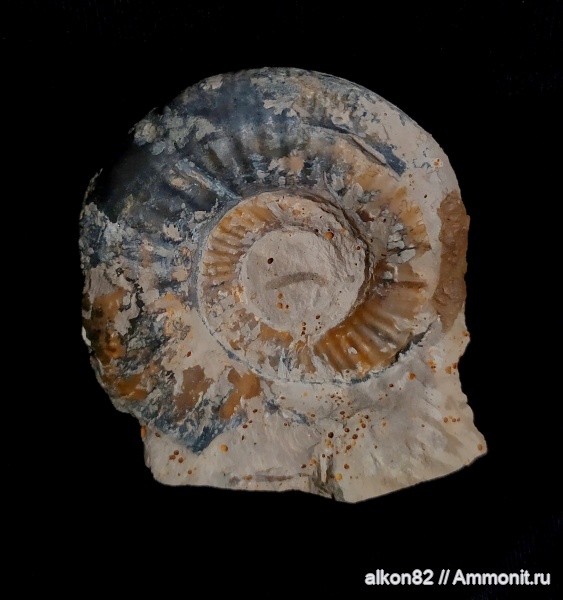 аммониты, юра, Пески, келловей, копролиты, Choffatia, Choffatia trina, Ammonites, Callovian, Jurassic, Middle Jurassic