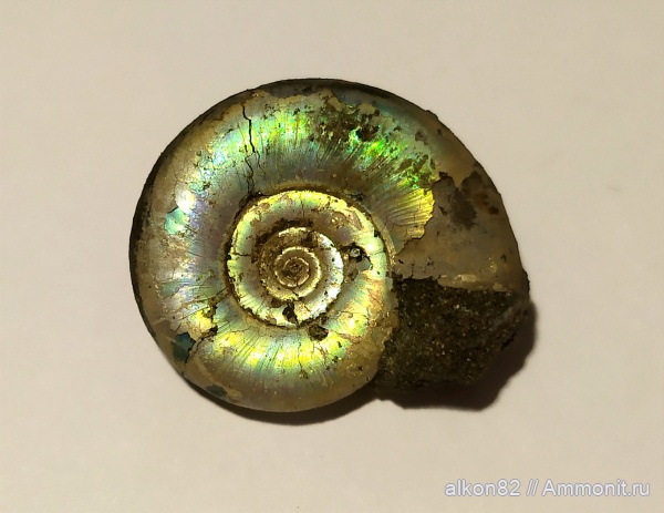 юра, Kachpurites, волжский ярус, Kachpurites fulgens, Volgian, Jurassic