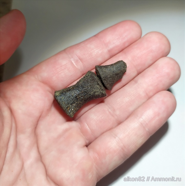 рептилии, юра, плезиозавры, волжский ярус, Еганово, морские рептилии, РГОК, Volgian, Jurassic, элемент ласта морской рептилии